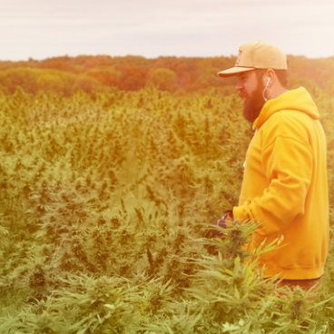 jencap_cannabis_aboutsq